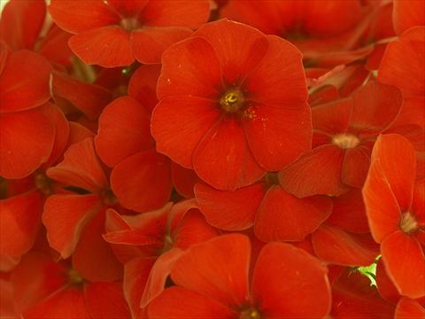 Photos von Blumenvarianten benutzt als: Topf und Beet Phlox Primavera Red