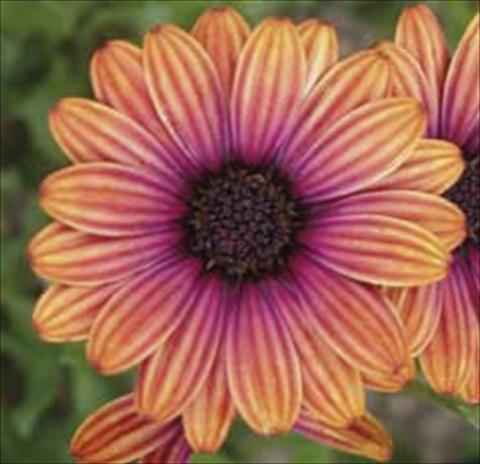 Photos von Blumenvarianten benutzt als: Topf und Beet Osteospermum Astra Light Copper