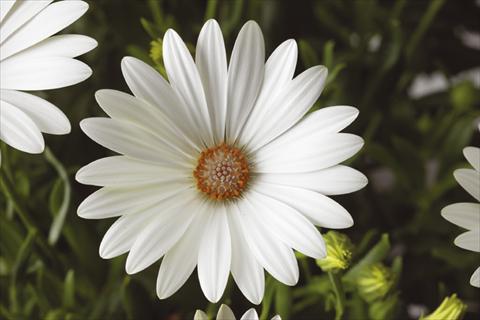 Photos von Blumenvarianten benutzt als: Topf und Beet Osteospermum Tradewinds® Pearl White