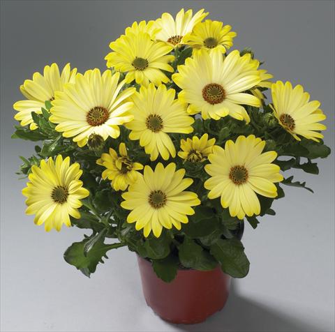 Photos von Blumenvarianten benutzt als: Topf Osteospermum Cape Daisy® Tambero