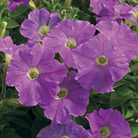 Photos von Blumenvarianten benutzt als: Topf und Beet Petunia milliflora Picobella Light Lavender