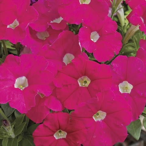 Photos von Blumenvarianten benutzt als: Topf und Beet Petunia milliflora Picobella Rose