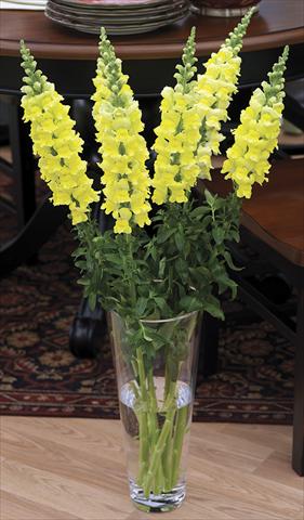 Photos von Blumenvarianten benutzt als: Topf und Beet Antirrhinum majus Overture II Yellow 08 Imp