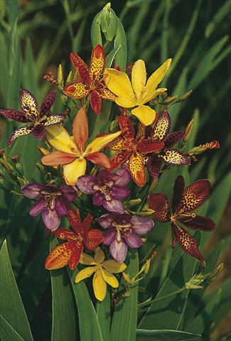 Photos von Blumenvarianten benutzt als: Beet- / Rabattenpflanze Pardancanda norrisii Dazzler