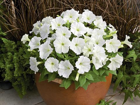 Photos von Blumenvarianten benutzt als: Topf, Beet, Terrasse Petunia milliflora Picobella White