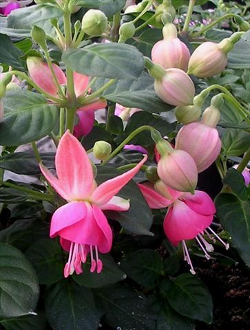 Photos von Blumenvarianten benutzt als: Topf Fuchsia Pink Spritzer
