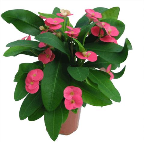 Photos von Blumenvarianten benutzt als: Topf Euphorbia x martinii Pink Cadilac