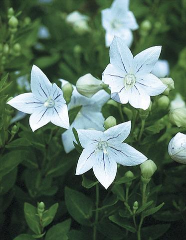 Photos von Blumenvarianten benutzt als: Beet- / Rabattenpflanze Platycodon grandiflorus Fairy Snow