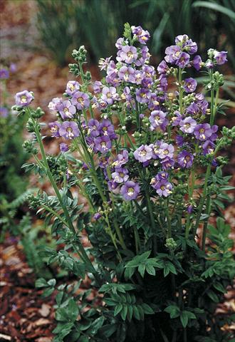 Photos von Blumenvarianten benutzt als: Beet- / Rabattenpflanze Polemonium boreale Heavenly Habit