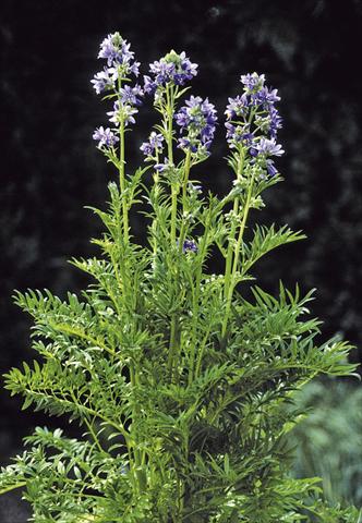 Photos von Blumenvarianten benutzt als: Topf und Beet Polemonium caeruleum Filigree Skies