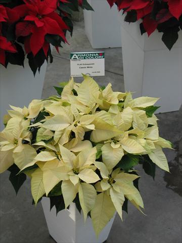 Photos von Blumenvarianten benutzt als: Topf Poinsettia - Euphorbia pulcherrima Classic White