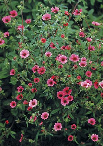 Photos von Blumenvarianten benutzt als: Beet- / Rabattenpflanze Potentilla nepalensis Ron McBeath