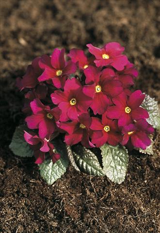 Photos von Blumenvarianten benutzt als: Topf und Beet Primula x pruhoniciana Bergfrühling® Amaranth-Red