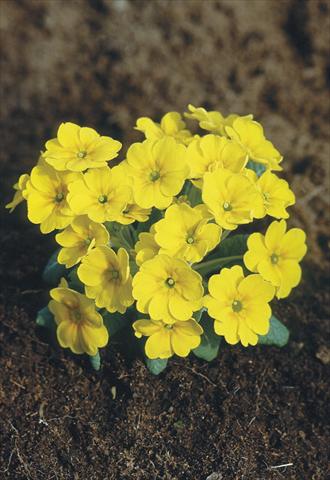Photos von Blumenvarianten benutzt als: Topf und Beet Primula x pruhoniciana Bergfrühling® Yellow