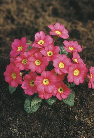 Photos von Blumenvarianten benutzt als: Topf und Beet Primula x pruhoniciana Bergfrühling® Pink