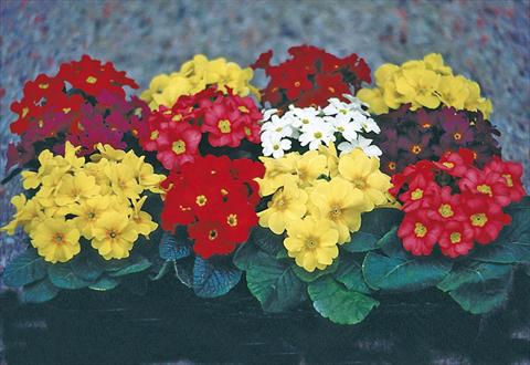Photos von Blumenvarianten benutzt als: Topf und Beet Primula x pruhoniciana Bergfrühling® Mixture