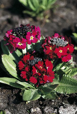 Photos von Blumenvarianten benutzt als: Topf und Beet Primula denticulata Rubin Selection