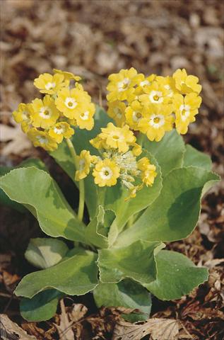 Photos von Blumenvarianten benutzt als: Topf und Beet Primula x pubescens Exhibition Yellow