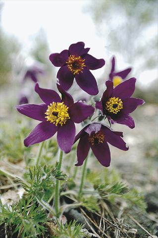 Photos von Blumenvarianten benutzt als: Beet- / Rabattenpflanze Pulsatilla vulgaris Blaue Glocke (Violet Bells)