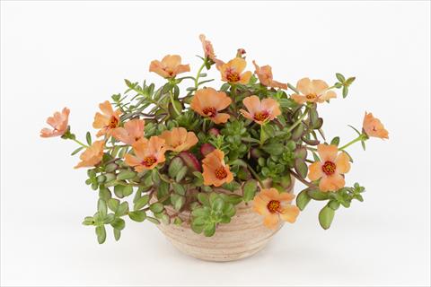 Photos von Blumenvarianten benutzt als: Topf, Beet, Terrasse, Ampel Portulaca Duna® Peach