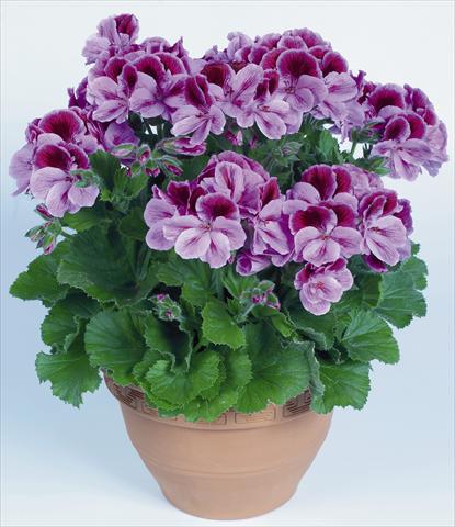 Photos von Blumenvarianten benutzt als: Topf Pelargonium grandiflorum pac® Aristo® Clarina