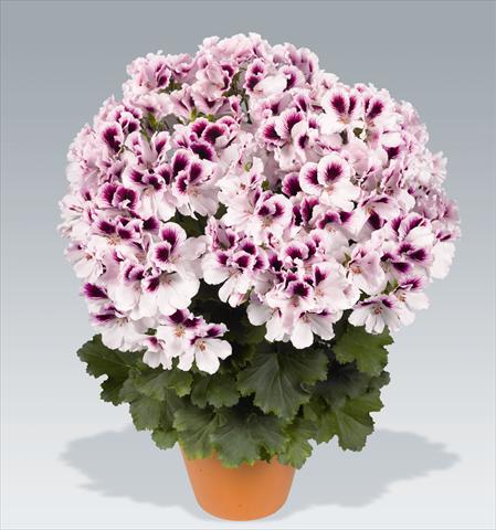 Photos von Blumenvarianten benutzt als: Topf, Beet, Terrasse Pelargonium grandiflorum pac® Aristo® Petticoat