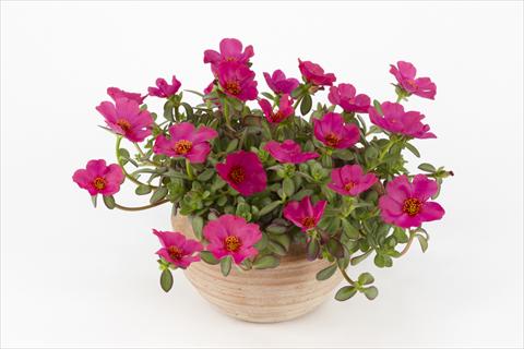 Photos von Blumenvarianten benutzt als: Topf, Beet, Terrasse, Ampel Portulaca Duna® Purple