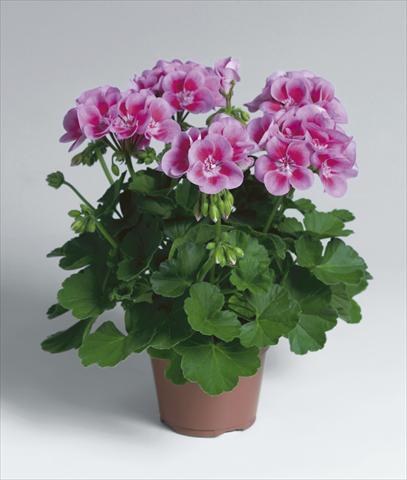 Photos von Blumenvarianten benutzt als: Terrasse, Topf Pelargonium zonale Flower Fairy Rose