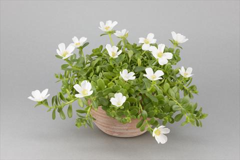 Photos von Blumenvarianten benutzt als: Topf, Beet, Terrasse, Ampel Portulaca Duna® White