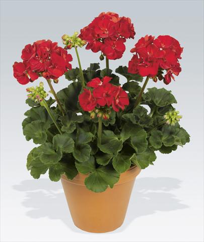 Photos von Blumenvarianten benutzt als: Topf, Beet, Terrasse Pelargonium zonale pac® Victor Improved