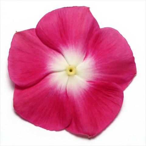 Photos von Blumenvarianten benutzt als: Topf und Beet Catharanthus roseus - Vinca Pacifica Burgundy Halo XP