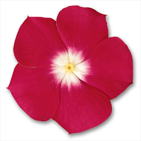 Photos von Blumenvarianten benutzt als: Topf und Beet Catharanthus roseus - Vinca Pacifica Cherry Red Halo