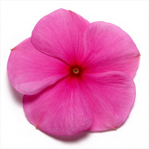 Photos von Blumenvarianten benutzt als: Topf und Beet Catharanthus roseus - Vinca Pacifica Lilac XP