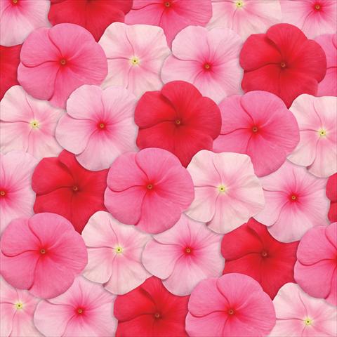 Photos von Blumenvarianten benutzt als: Topf und Beet Catharanthus roseus - Vinca Pacifica Lipstick Mix XP