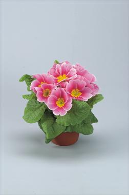 Photos von Blumenvarianten benutzt als: Topf und Beet Primula acaulis, veris, vulgaris Eblo Fior di melo