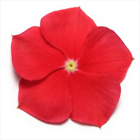 Photos von Blumenvarianten benutzt als: Topf und Beet Catharanthus roseus - Vinca Pacifica Really Red XP