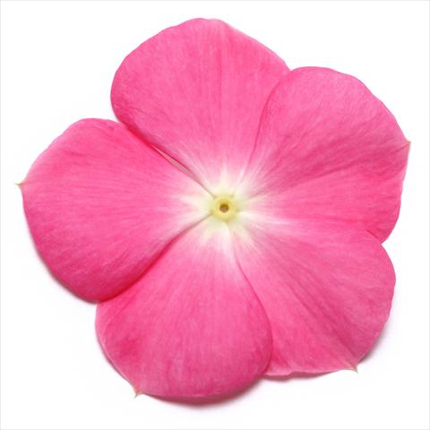 Photos von Blumenvarianten benutzt als: Topf und Beet Catharanthus roseus - Vinca Pacifica Rose Halo XP