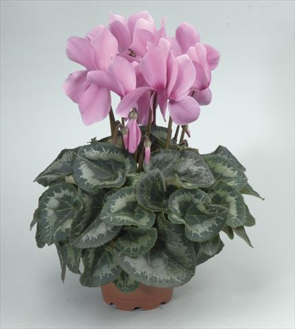 Photos von Blumenvarianten benutzt als: Topf und Beet Cyclamen persicum Rainier Lilac