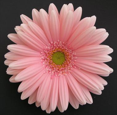 Photos von Blumenvarianten benutzt als: Schnittblume Gerbera jamesonii Perla