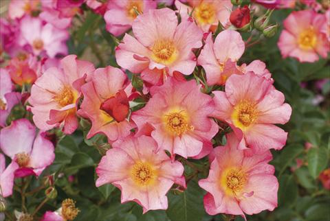 Photos von Blumenvarianten benutzt als: Beet- / Rabattenpflanze Rosa floribunda Kampay