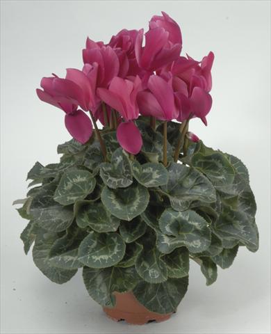 Photos von Blumenvarianten benutzt als: Topf und Beet Cyclamen persicum Rainier Purple