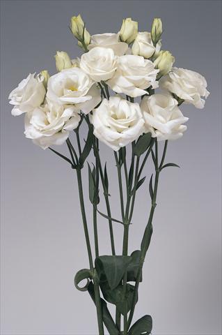 Photos von Blumenvarianten benutzt als: Schnittblume Lisianthus (Eustoma grandiflorum) Rosita White