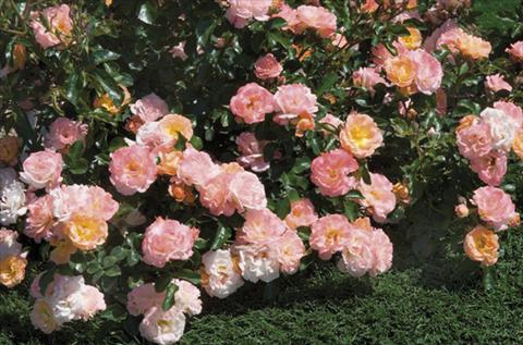 Photos von Blumenvarianten benutzt als: Beet- / Rabattenpflanze Rosa paesaggistica Peach Drift®
