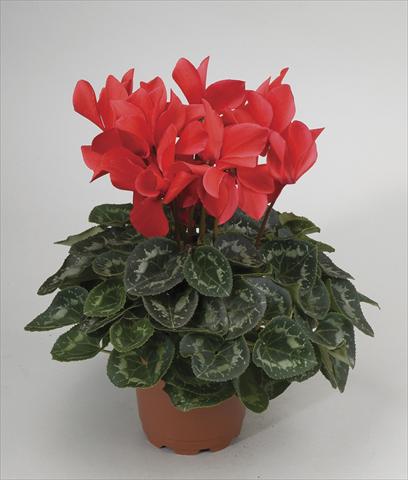 Photos von Blumenvarianten benutzt als: Topf und Beet Cyclamen persicum Rainier Scarlet