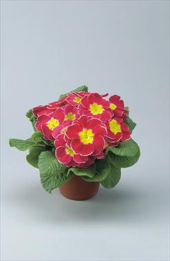 Photos von Blumenvarianten benutzt als: Topf und Beet Primula acaulis, veris, vulgaris Eblo Rosa