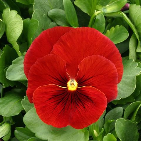 Photos von Blumenvarianten benutzt als: Topf, Beet, Terrasse Viola wittrockiana Magnum Scarlet