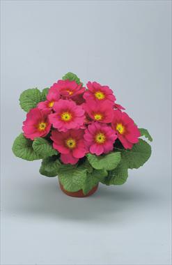 Photos von Blumenvarianten benutzt als: Topf und Beet Primula acaulis, veris, vulgaris Eblo Lampone