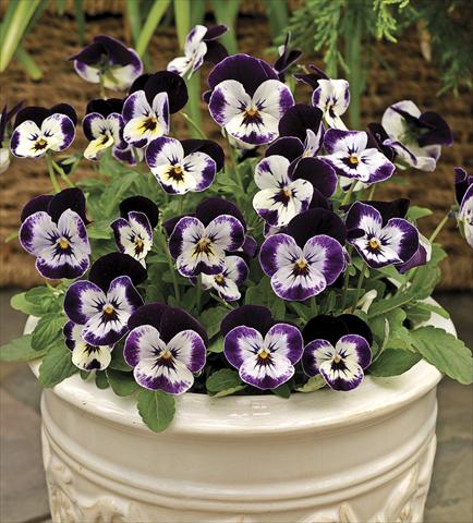 Photos von Blumenvarianten benutzt als: Topf und Beet Viola cornuta Penny Mickey