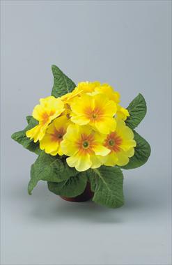 Photos von Blumenvarianten benutzt als: Topf und Beet Primula acaulis, veris, vulgaris Eblo Giallo