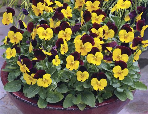 Photos von Blumenvarianten benutzt als: Topf und Beet Viola cornuta Penny Red Wing